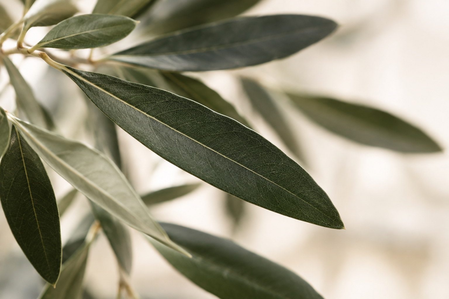 Texturas naturais de folhas verdes iluminadas suavemente